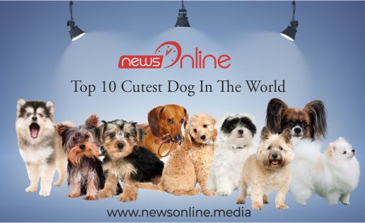 what is the most popular dog in the world