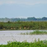 Bijnor Mahotsav: Celebrating a Ramsar Site & The Art of Living’s Remarkable Role in Community-led Conservation