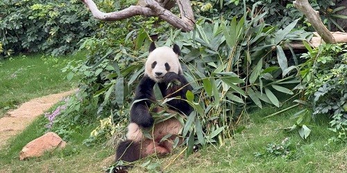 32156_Curlyaaaaaa_tails_image