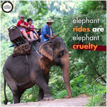 Elephant Safaris should be Discouraged to End Suffering of Captive Elephants Elephant Safaris should be Discouraged to End Suffering of Captive Elephants