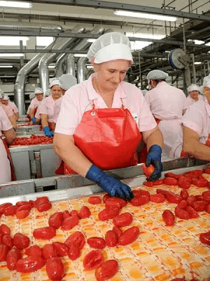 The “Gold” for Health – Red Gold Tomatoes from Europe The “Gold” for Health – Red Gold Tomatoes from Europe