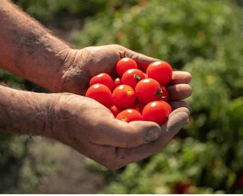 Red Gold Tomatoes from Europe – Farming Perfected in Europe, Now Available in India