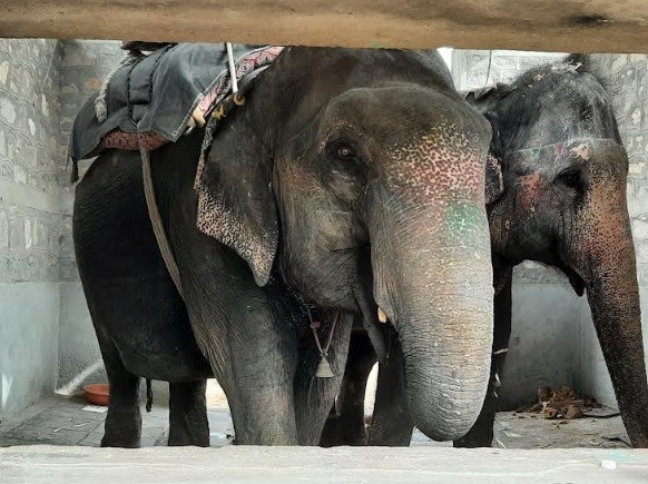 World Animal Protection Urges Immediate and Proper Rehabilitation for Captive Elephants in India Amidst Growing Deadly Incidents World Animal Protection Urges Immediate and Proper Rehabilitation for Captive Elephants in India Amidst Growing Deadly Incidents