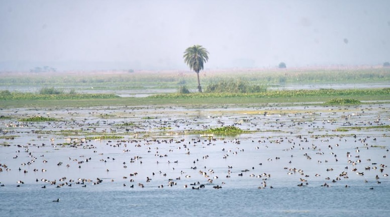 World Wetlands Day: The Art of Living Safeguards Nature’s Lifelines World Wetlands Day: The Art of Living Safeguards Nature’s Lifelines