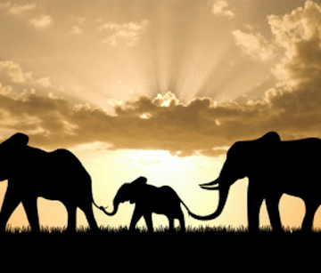 World Elephant Day 2023 Wishes, Quotes, Images, Messages, SMS, Pictures, Posters