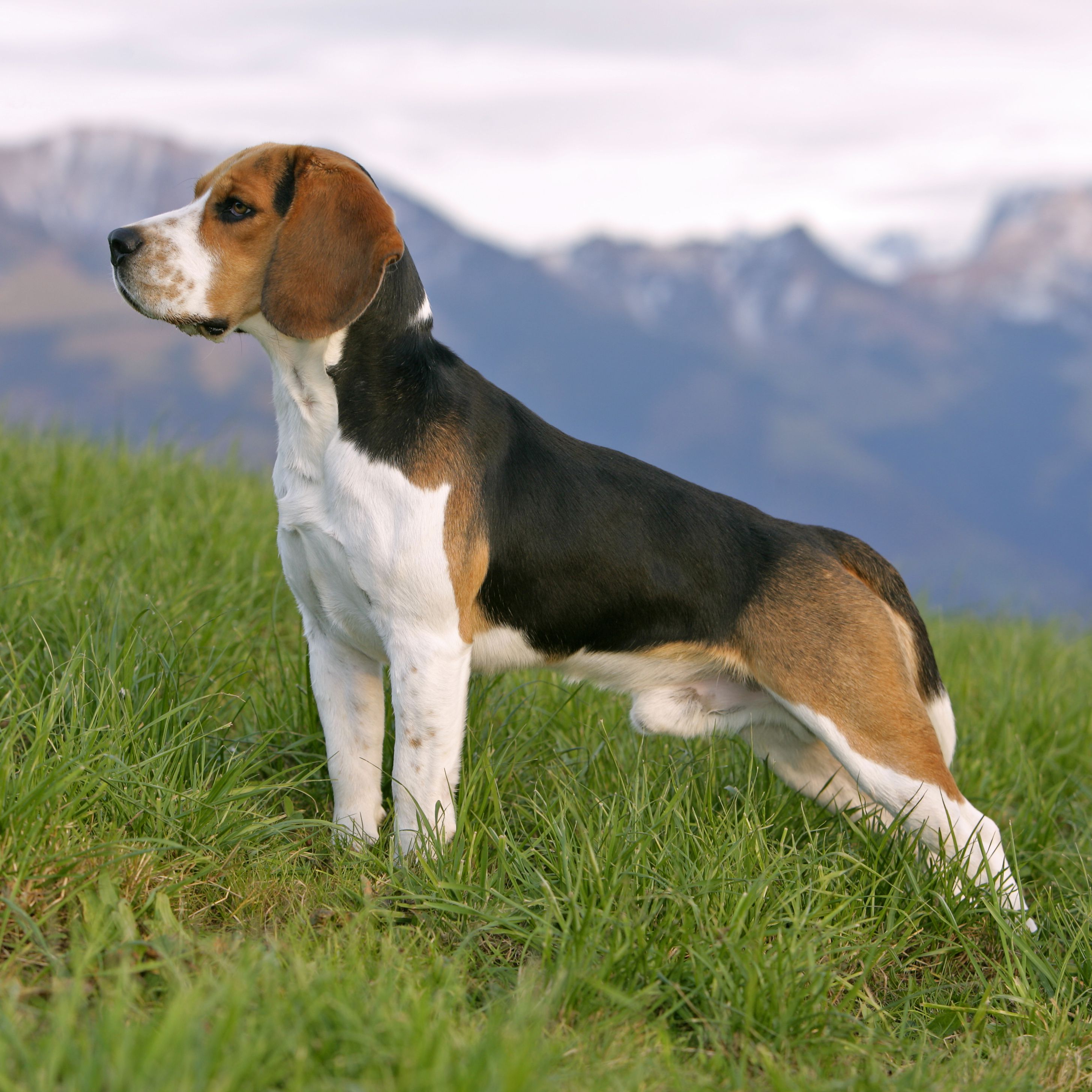 The Most Common Species of Dog in 2021 The Most Common Species of Dog in 2021