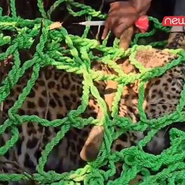 सांबा, जंगल में फंदे में फंसे तेंदुए को रेस्क्यू किया