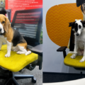 Pets Are Shaping Workplace Culture at Mars Pet Nutrition India