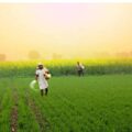 AGRICULTURE