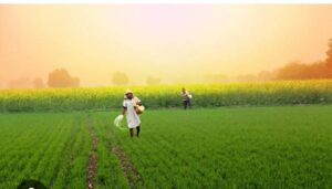 AGRICULTURE