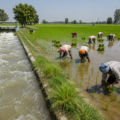 Punjab Canals Run Full as Paddy Transplantation Gains Momentum