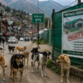 Stray Dog Menace Grows in Kullu as Shelter Project Remains Stalled