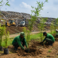 Bamboo plants growing near a dumping ground area as part of Chandigarh’s green transformation project