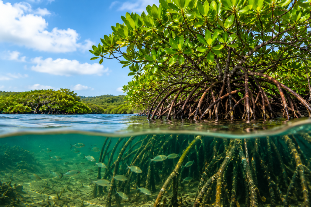 International Day for the Conservation of the Mangrove Ecosystem 2026: Protecting Nature's Coastal Guardians International Day for the Conservation of the Mangrove Ecosystem 2026: Protecting Nature's Coastal Guardians
