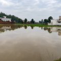 Floodwater covers agricultural land near Sathiali village after a breach in the Upper Bari Doab Canal, threatening paddy crops and surrounding areas.