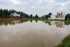 Floodwater covers agricultural land near Sathiali village after a breach in the Upper Bari Doab Canal, threatening paddy crops and surrounding areas.