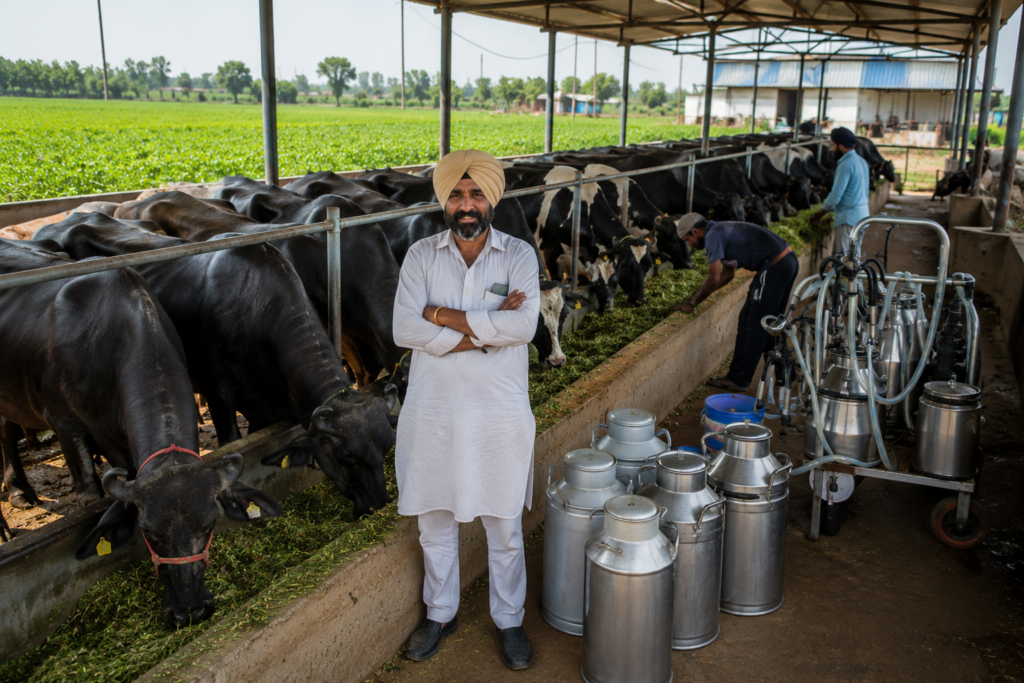 dairy farms