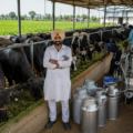 dairy farms