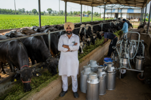 dairy farms