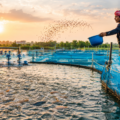 aquaculture farm
