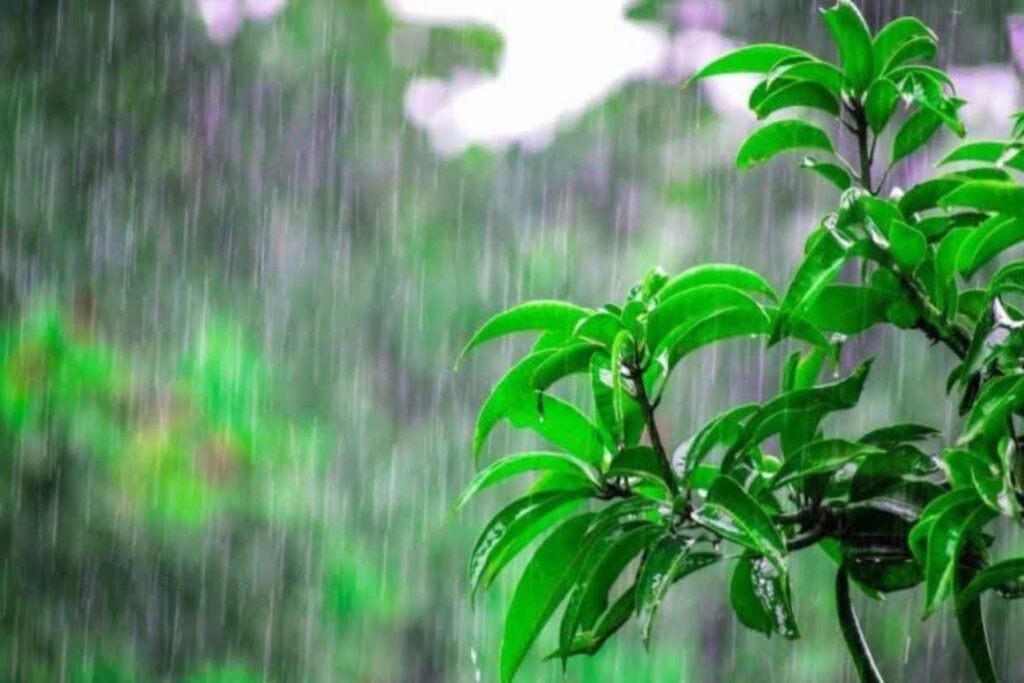 resized_1536x1024 (8) Rain Alert Issued for Nine Haryana Districts Today; Monsoon Likely to Remain Weak Until July 18