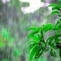 Rain Alert Issued for Nine Haryana Districts Today; Monsoon Likely to Remain Weak Until July 18