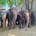 Humane Treatment for All Animals is the Call of the Hour, says World Animal Protection